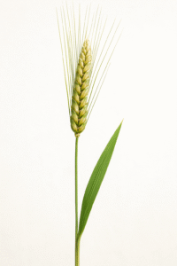 Barley Grain