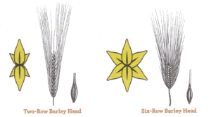 Barley Types - 2-row and 6-row comparison