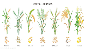 Cereal Grains