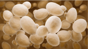 Yeast under microscope