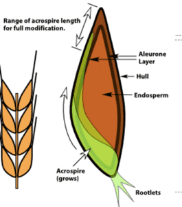 Labeled Barley Kernel Anatomy