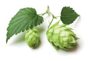 Hop Cones
